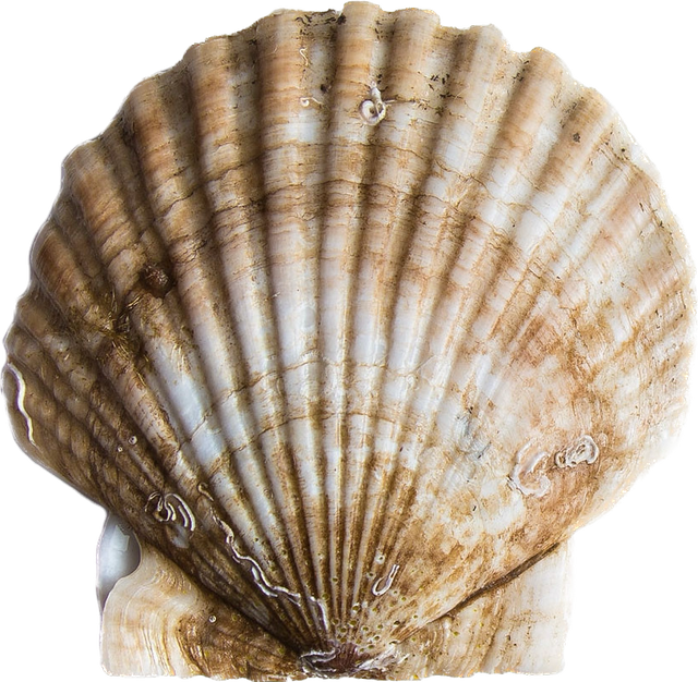 Pacific Scallops