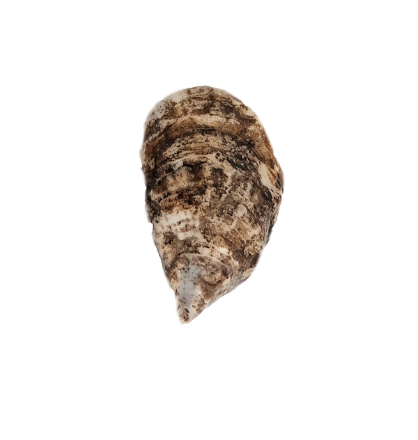 Summer Love Oyster - Available