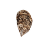 Summer Love Oyster - Available