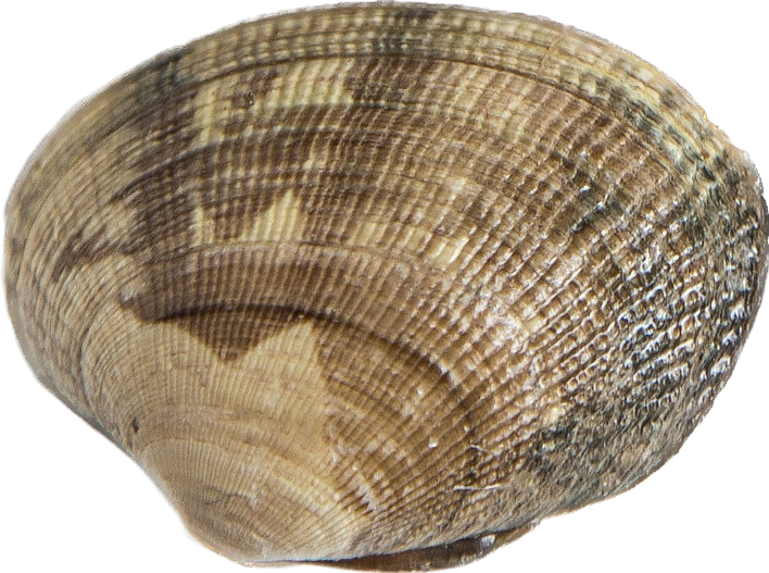 Clam on sale of clam