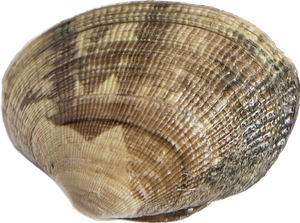 Clam clam on sale