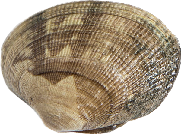 Manila Clams