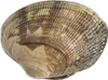 Manila Clams