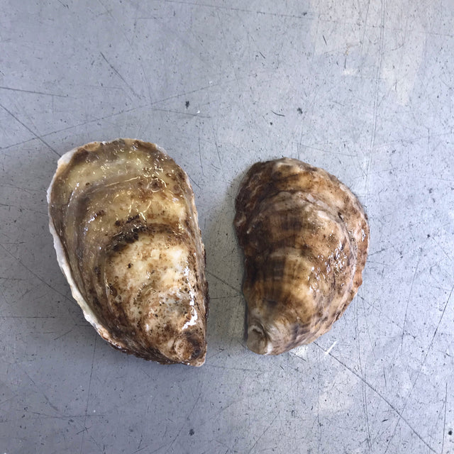 Malpeque Oyster
