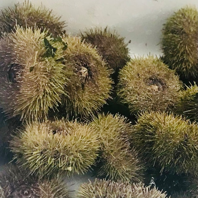 Green Sea Urchin